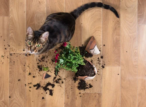 A 2023 Guide To Removing Pet Stains Color Glo International